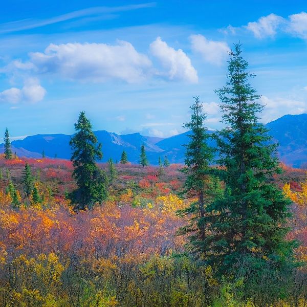 Alaska- Denali National Park. Fall landscape with fall colors.
